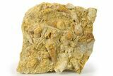 Fossil Gastropods In Limestone - Texas #286607-1